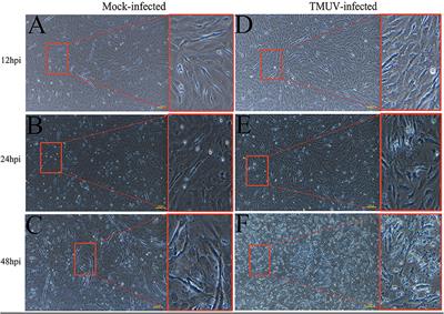 Differently Expression Analysis and Function Prediction of Long Non-coding RNAs in Duck Embryo Fibroblast Cells Infected by Duck Tembusu Virus